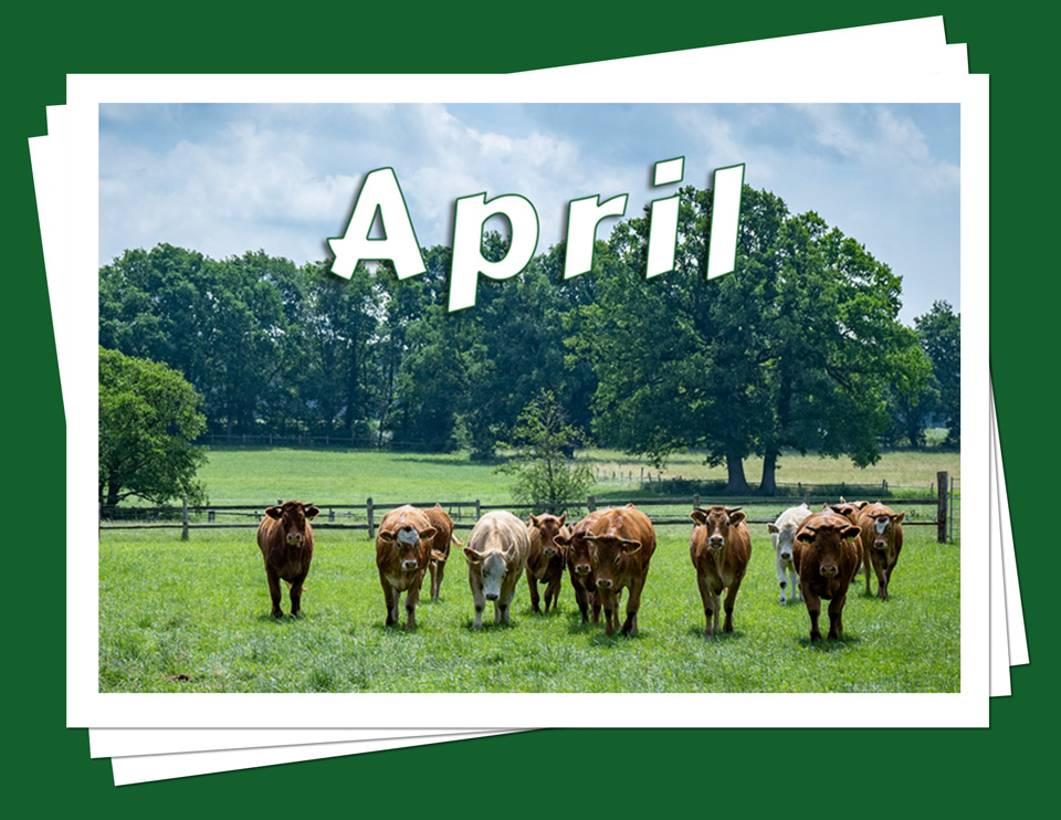 April - Rinderaustrieb auf die frischen Wiesen
