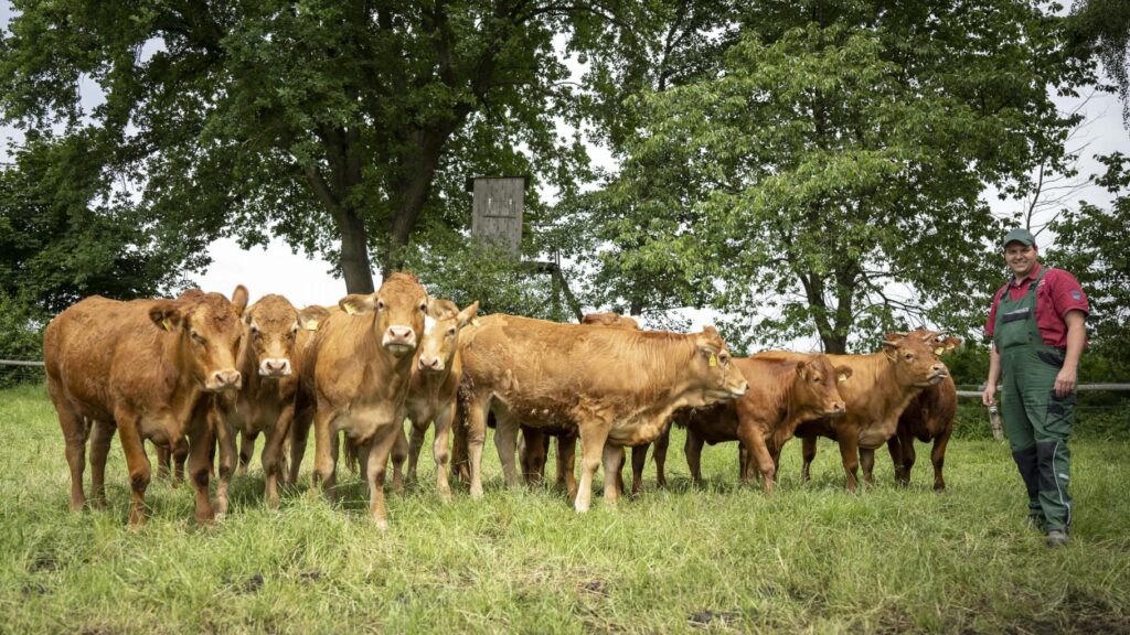 Zufriedene Limousin Rinder mit Bauer Basti
